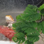 파충류용 인공 팜 식물 테라리움 재미있는 플라스틱 장식, 흡입 컵, 물고기 탱크 장식, 거미 인클로저 - 이미지 3